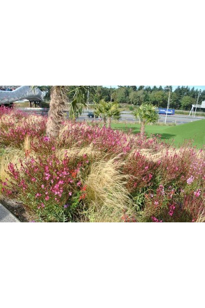 Гаура в ландшафтній композиції з багаторічниками